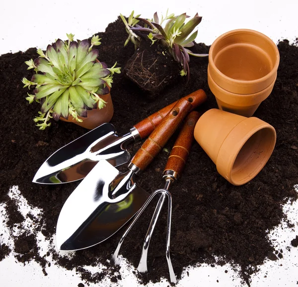 Tuinieren concept, gereedschap, plant — Stockfoto