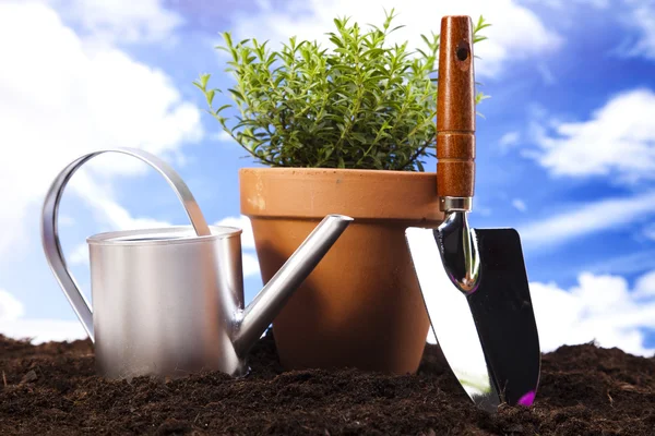 Садівництво концепція, робочі інструменти, рослина — стокове фото