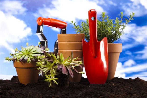 Tuinieren concept, gereedschap, plant — Stockfoto