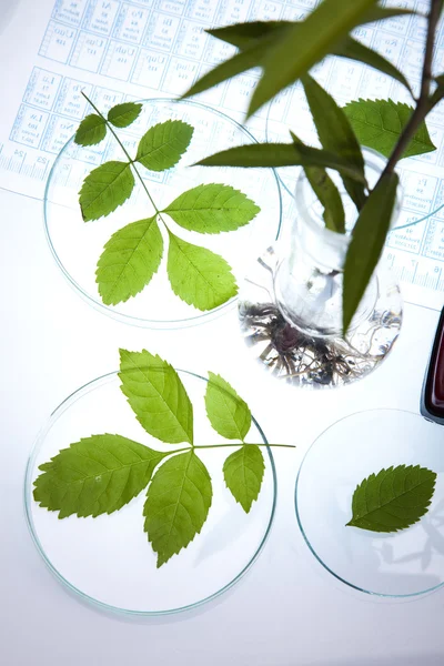 Experimentieren mit Flora im Labor — Stockfoto