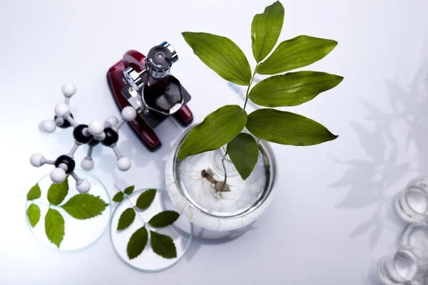 stock image Ecology laboratory, experiment