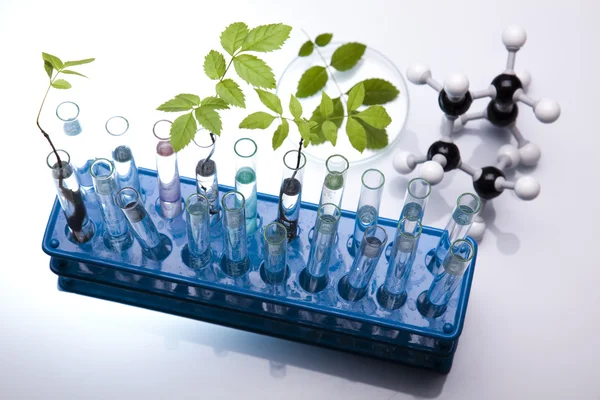 Květinové věda v modré laboratoři — Stock fotografie