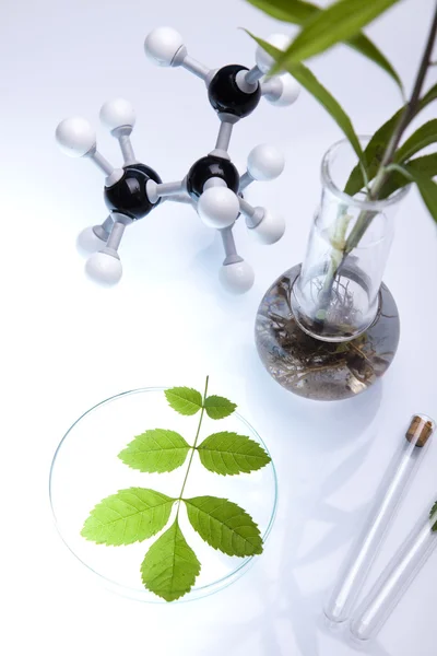 Objectos de vidro para laboratório que contenham plantas em laboratório — Fotografia de Stock