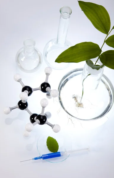 Laboratory glassware containing plants in laboratory — Stock Photo, Image