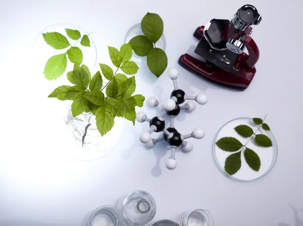 实验室玻璃器皿含有植物的实验室 — 图库照片