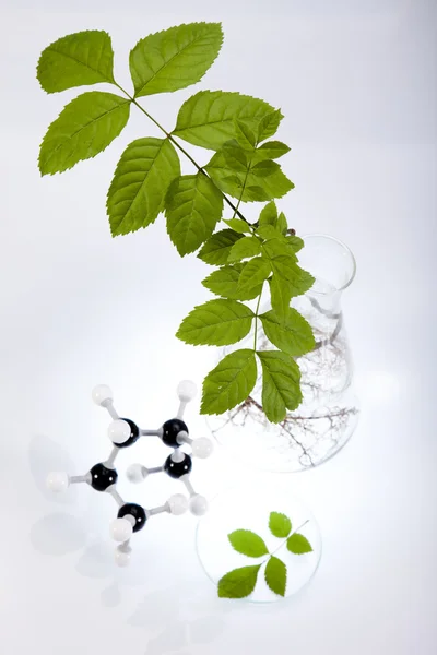 실험실에서 식물을 포함 하는 실험실 유리 그릇 — 스톡 사진