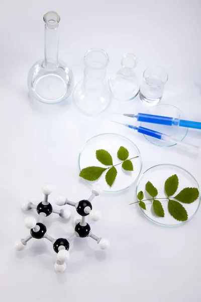 実験室で植物を含む実験用ガラス器具 — ストック写真