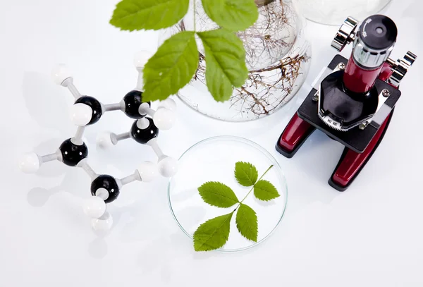 Experimenting with flora in laboratory — Stock Photo, Image