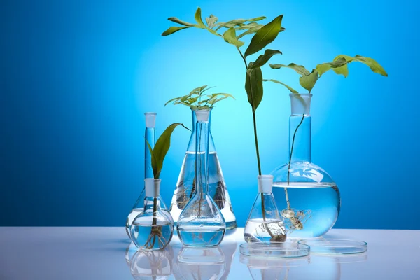 Experimenteren met flora in laboratorium — Stockfoto