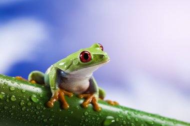 kurbağa, küçük hayvan kırmızı gözlü