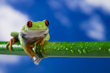 Tree frog clipart