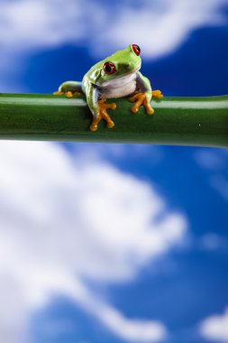 Red eye frog and blue sky clipart