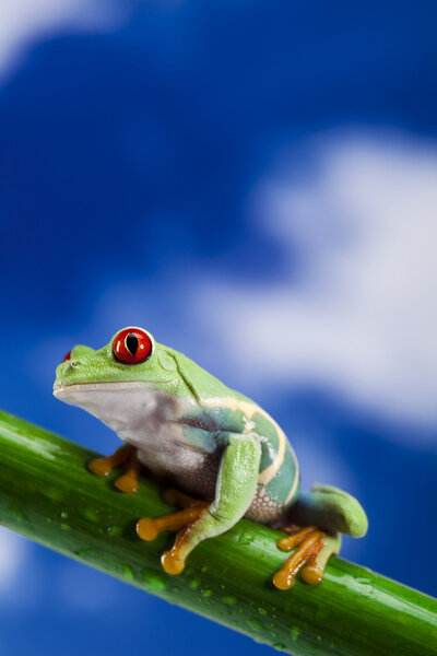 Green frog