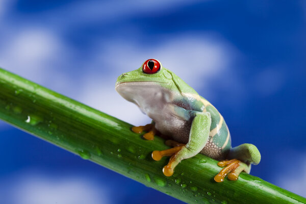 Frog and blue sky