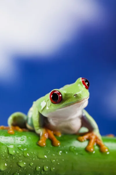Frog, small animal red eyed — Stock Photo, Image