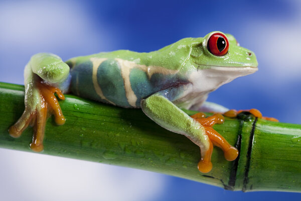 Frog and blue sky