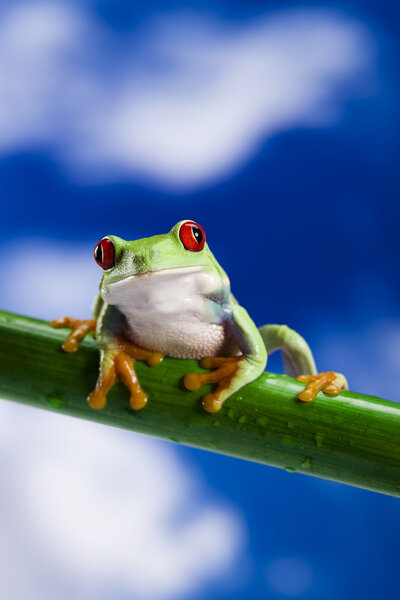 Frog and blue sky