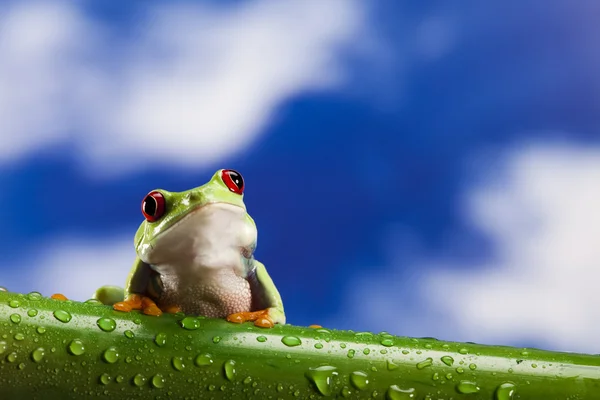 개구리와 푸른 하늘 — 스톡 사진