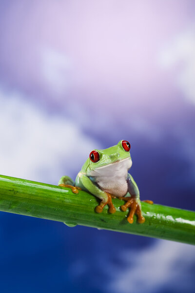 Frog, small animal red eyed