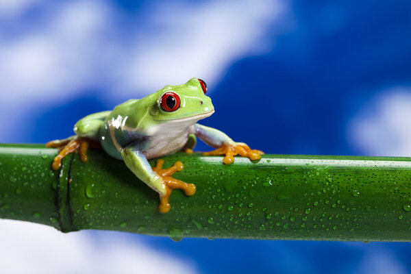 Frog and blue sky