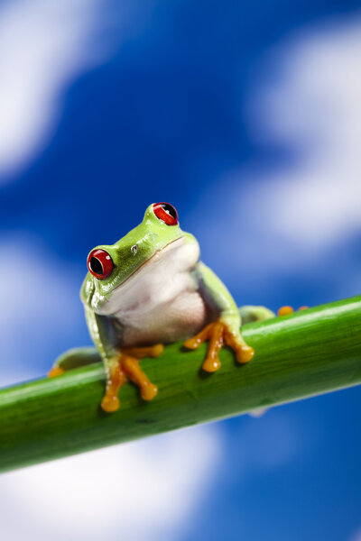 Frog, small animal red eyed