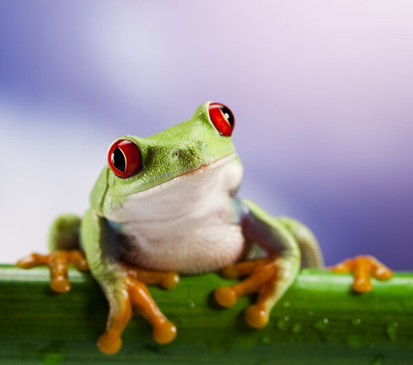Frog and blue sky