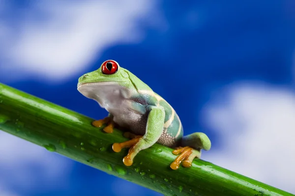 Frog and blue sky — Stock Photo, Image