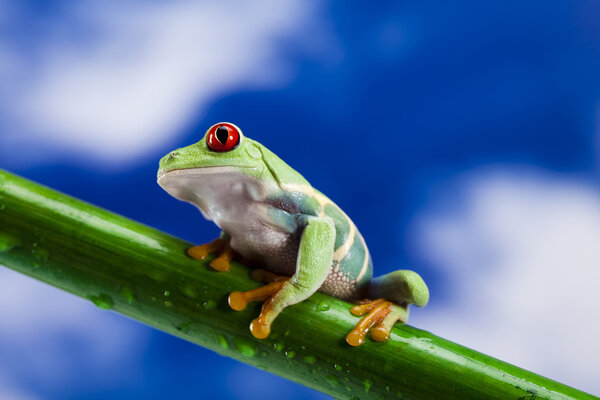 Frog and blue sky
