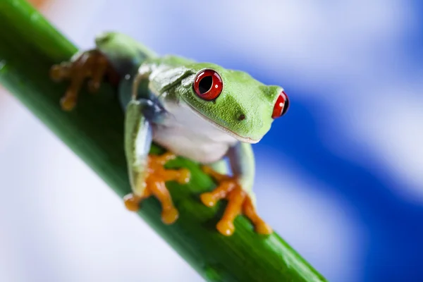 stock image Frog, small animal red eyed