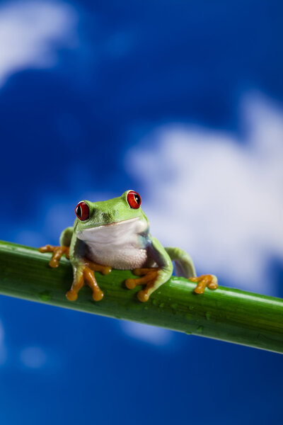 Red eyed green tree frog