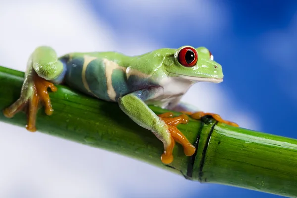 Czerwone oko żaby i niebieski niebo — Zdjęcie stockowe