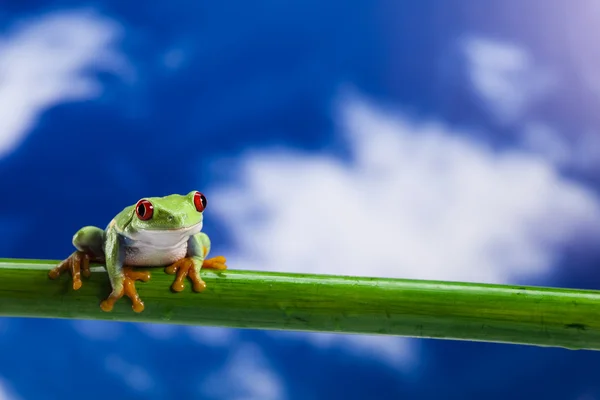 붉은 눈푸른 나무 개구리 — 스톡 사진