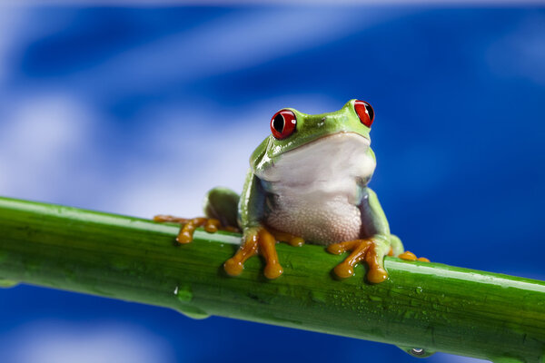 Red eye frog and blue sky
