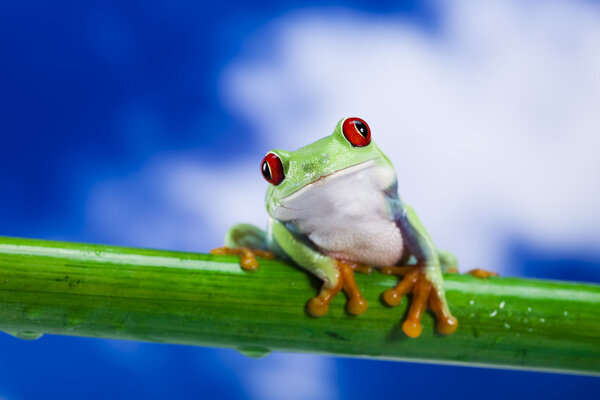 Red eyed green tree frog
