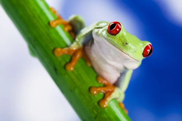 赤目カエルと青空 — ストック写真