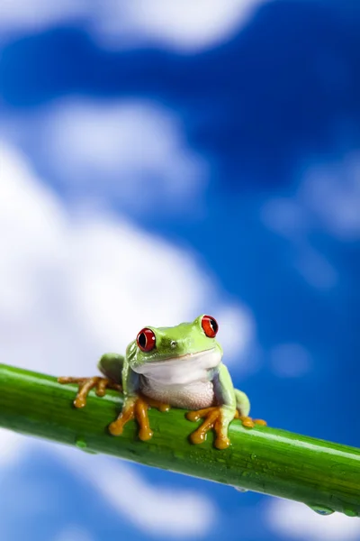 赤目カエルと青空 — ストック写真