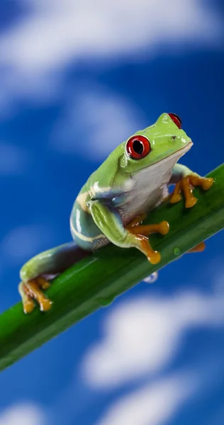 Red eye frog and blue sky — Stock Photo, Image