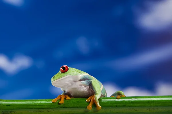 Πράσινος βάτραχος με κόκκινα μάτια — Φωτογραφία Αρχείου
