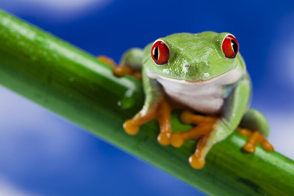 Tree frog