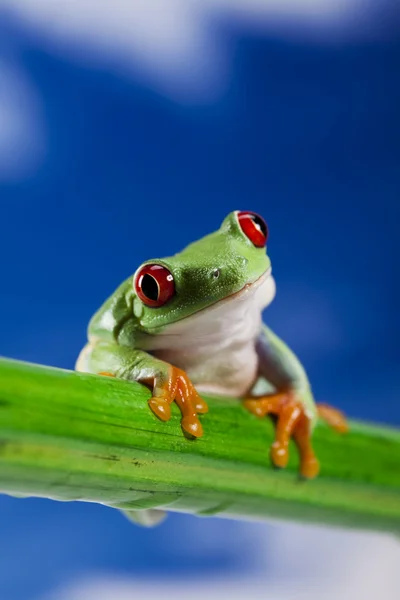 Sapo, pequeno animal olhos vermelhos — Fotografia de Stock