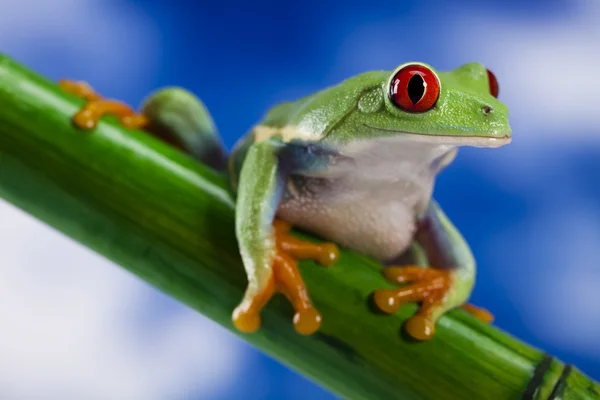 木のカエル — ストック写真