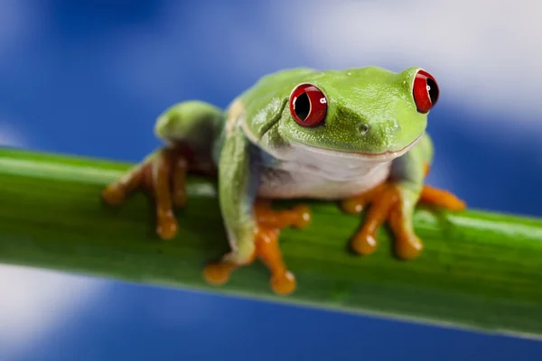Лягушка, маленькие красные глаза — стоковое фото