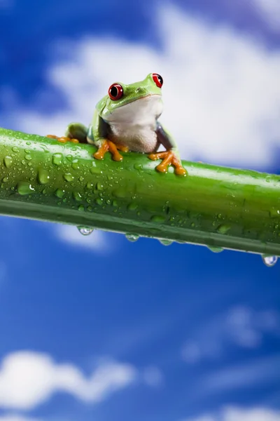 Žába, malé zvířecí červené oči — Stock fotografie