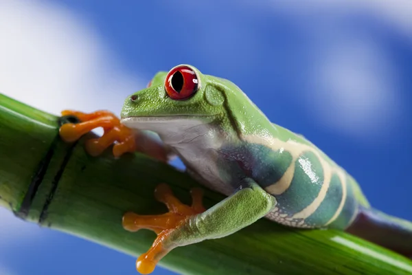Kurbağa, küçük hayvan kırmızı gözlü — Stok fotoğraf