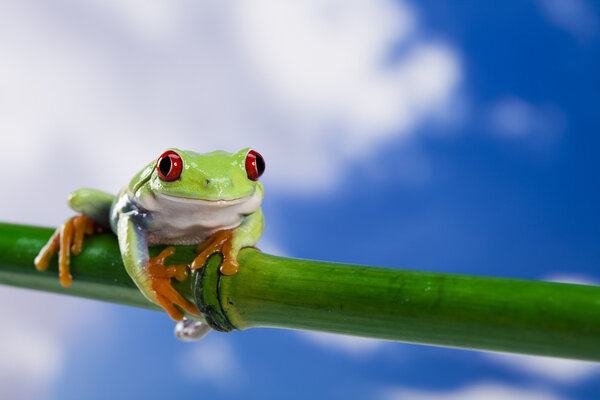 Tree frog