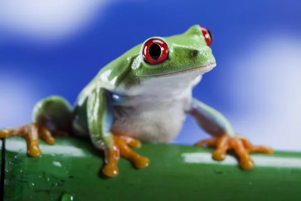 青蛙、 小动物红眼睛 — 图库照片