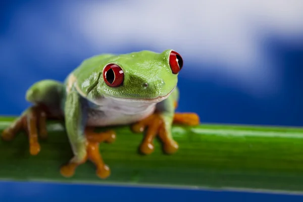 赤い目の緑の木のカエル — ストック写真