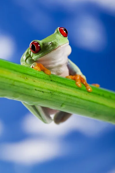 Žabák červenooký — Stock fotografie
