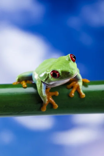 Πράσινος βάτραχος με κόκκινα μάτια — Φωτογραφία Αρχείου