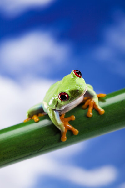 Red eyed tree frog
